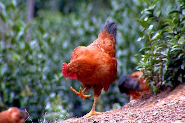 ‘AG亚娱集团官方’对华,澳大利亚也是嘴硬身体诚实(图1) ag亚娱官网